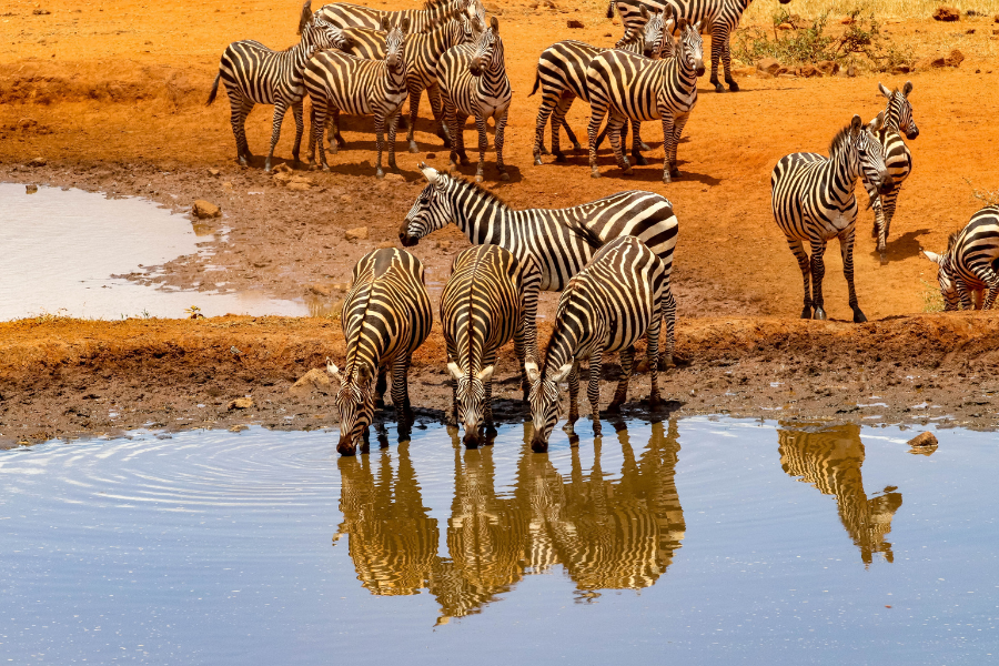 safari with zebras