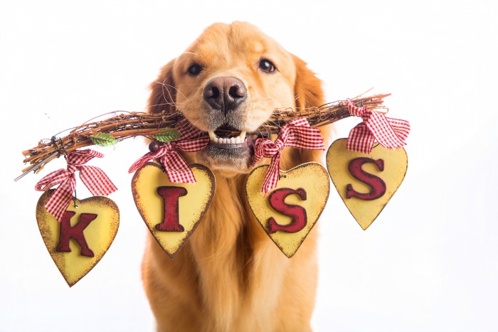 A beautiful Golden Retriever Dog holding a sign in his mouth that says KISS