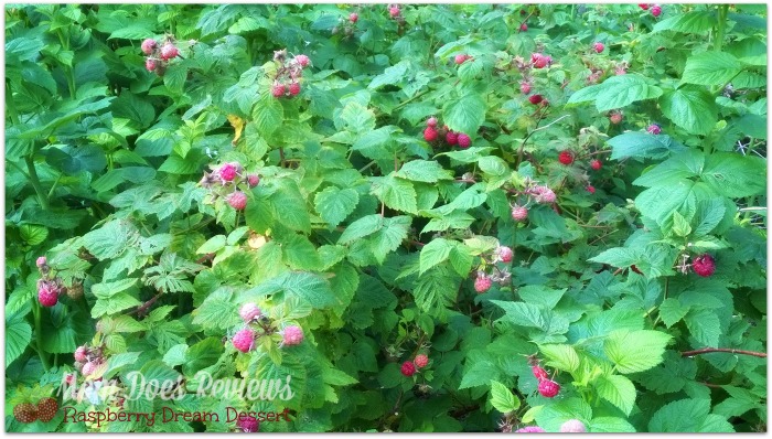 Home Grown Raspberries