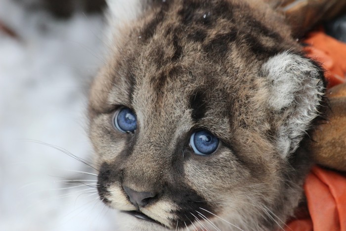 Mountain lion kitten.  (photo credit:  Anna Place/ BBC)