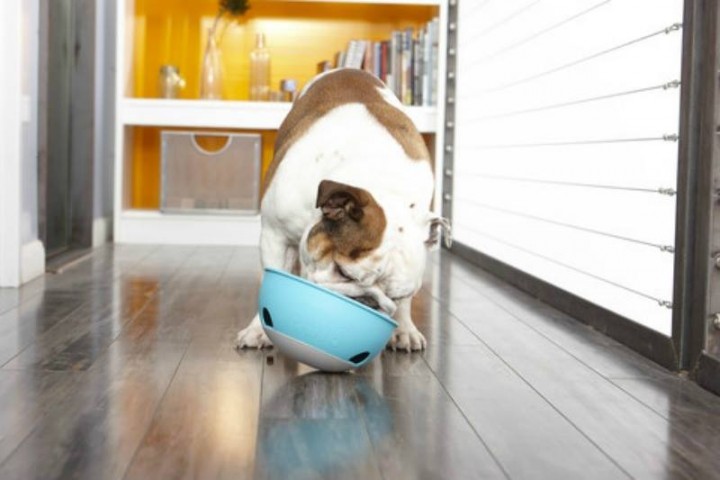 paw 5 bowl bulldog
