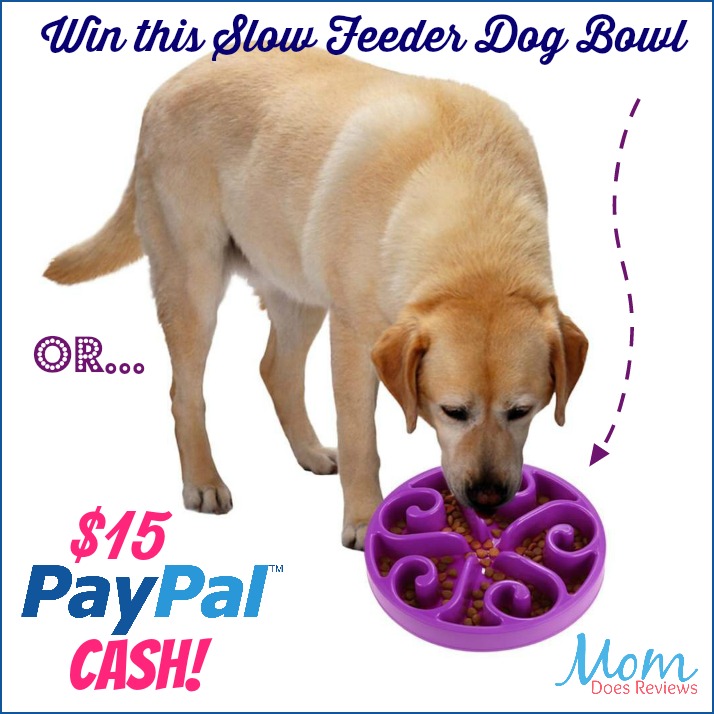 slow feed bowl with lab win