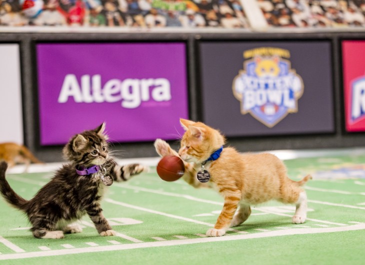 "Kitten Bowl" is a feline catstravaganza presented in association with North Shore Animal League America (the nation's largest no-kill shelter and animal adoption organization) and Last Hope Animal Rescue and Rehabilitation. Hosted by Beth Stern, TV personality and national spokesperson for North Shore Animal League America, "Kitten Bowl" is a star-studded lineup that includes legendary New York Yankees radio voice John Sterling and award-winning reporter, sports analyst and commentator Mary Carillo as "Kitten Bowl's" official play-by-play announcer, and Boomer Esiason as the Feline Football League's (FFL) Commissioner. Photo: Credit: Copyright 2015 Crown Media United States, LLC/Photographer: Marc Lemoine