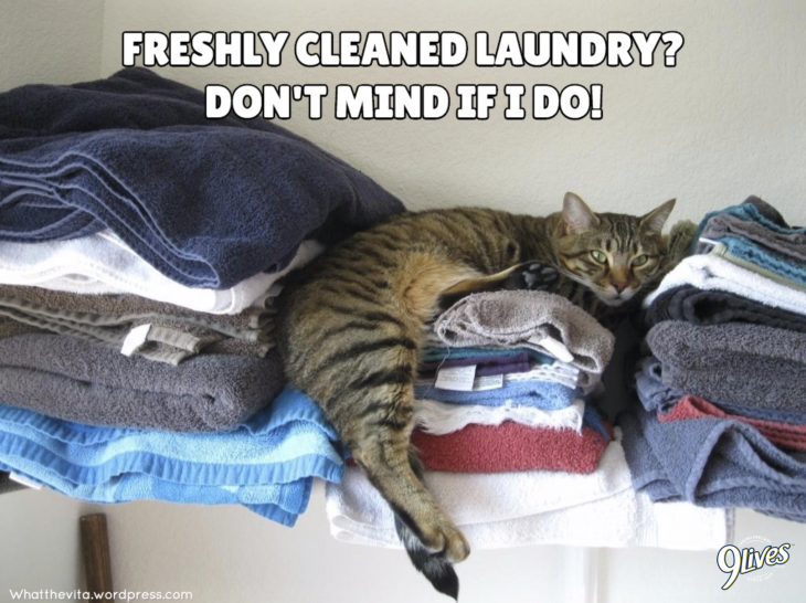 cat on laundry