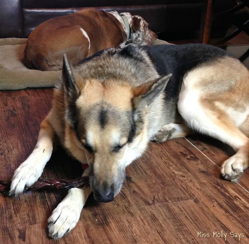 bully-sticks-2
