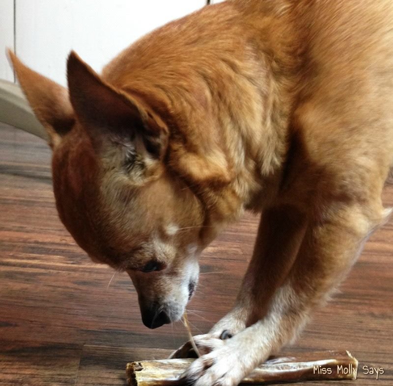 bully-sticks-littlebit
