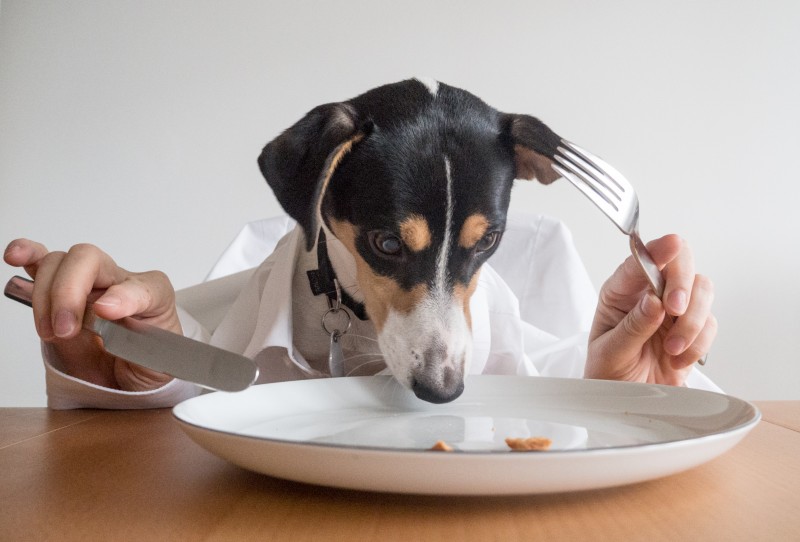 dog-eating-at-table