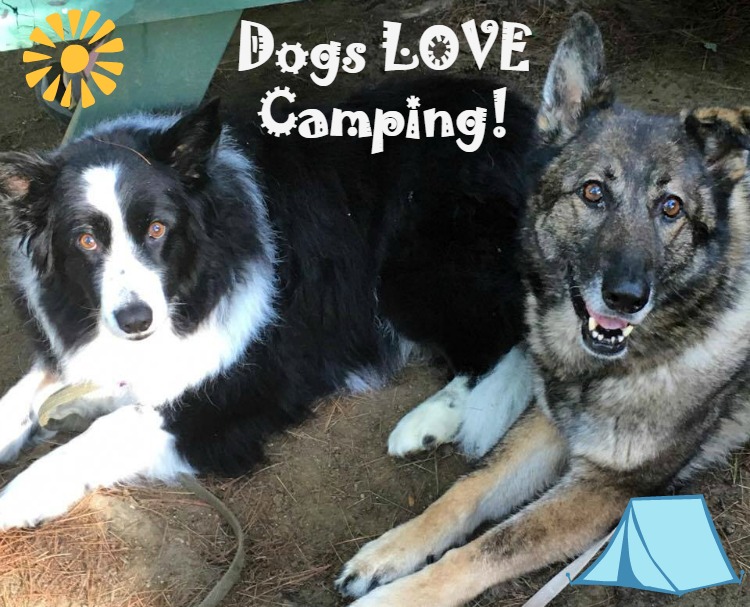 dogs-camping