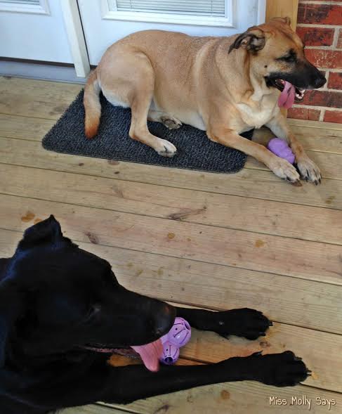 petsafe-calming-toy
