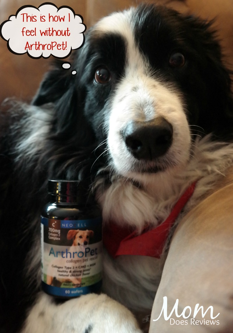 Marley Loves ArthroPet Collagen Pet Supplements #petpalooza2