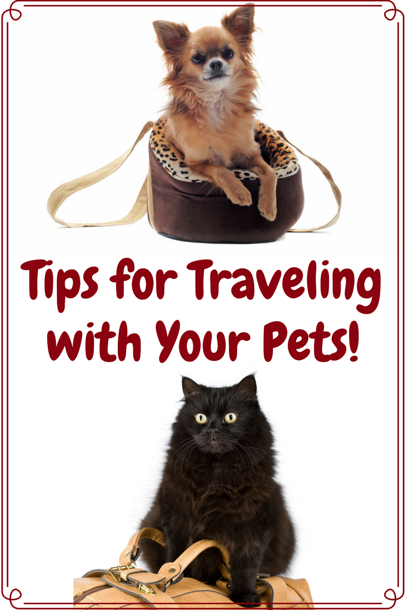 Tips for Traveling with your pets