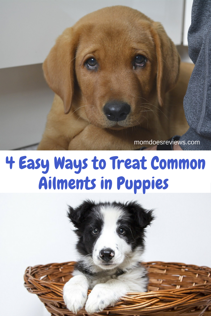 4 Easy Ways to Treat Common Ailments in Puppies and Adolescent Canines