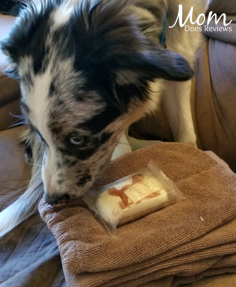 H2O products for pets