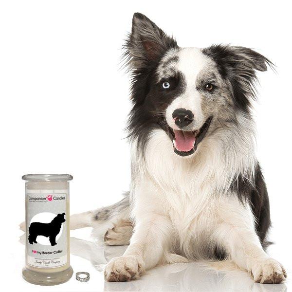 Border Collie Candle