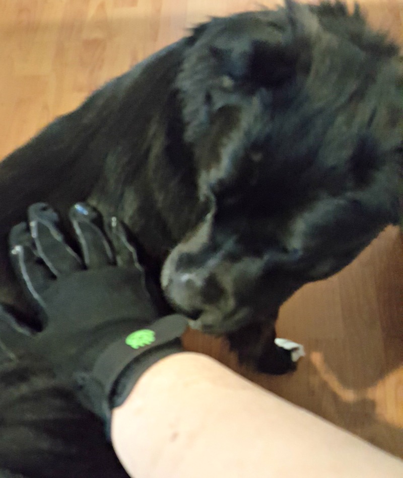 Treat Your Pet While Grooming with HandsOn Gloves