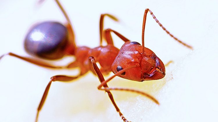 Kids Leaving Crumbs Everywhere? 4 Measures for Families to Keep Ants at Bay