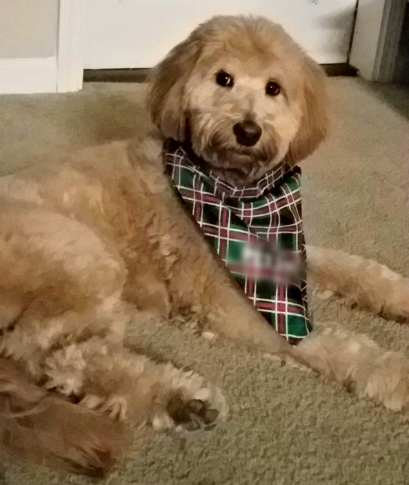 Treat Your Pet While Grooming with HandOn Gloves