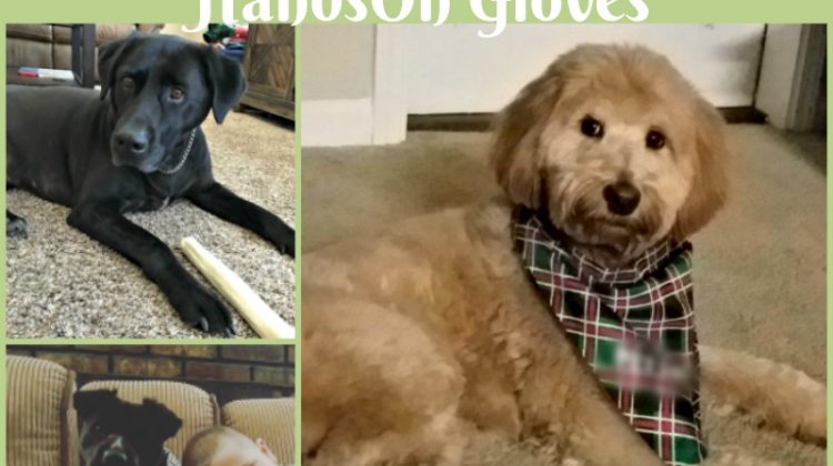 Treat Your Pet While Grooming with HandsOn Gloves