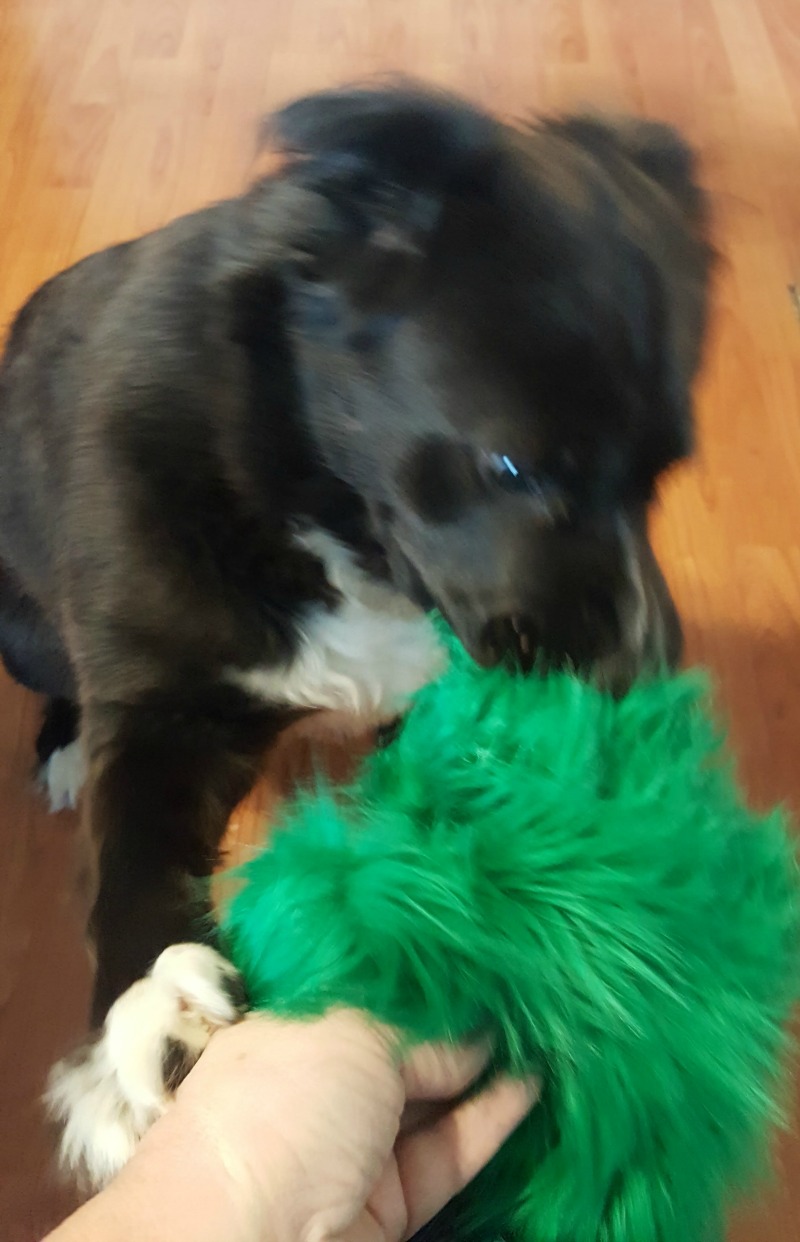 Stock Your FurBaby's Stocking with Toys from West Paw