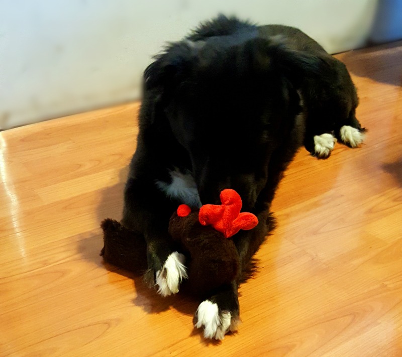 Stock Your FurBaby's Stocking with Toys from West Paw