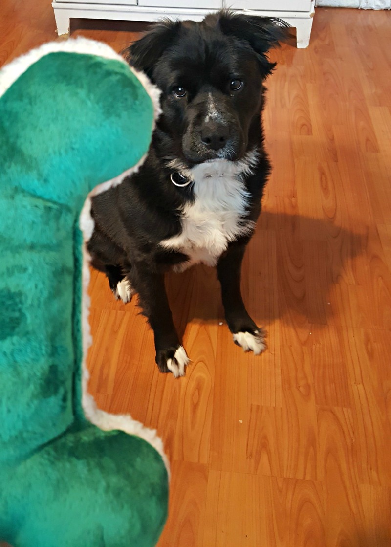 Stock Your FurBaby's Stocking with Toys from West Paw