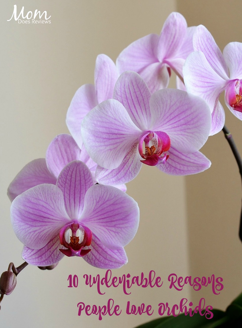 10 Undeniable Reasons People Love Orchids 
