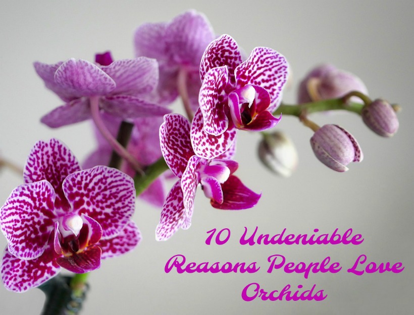 10 Undeniable Reasons People Love Orchids