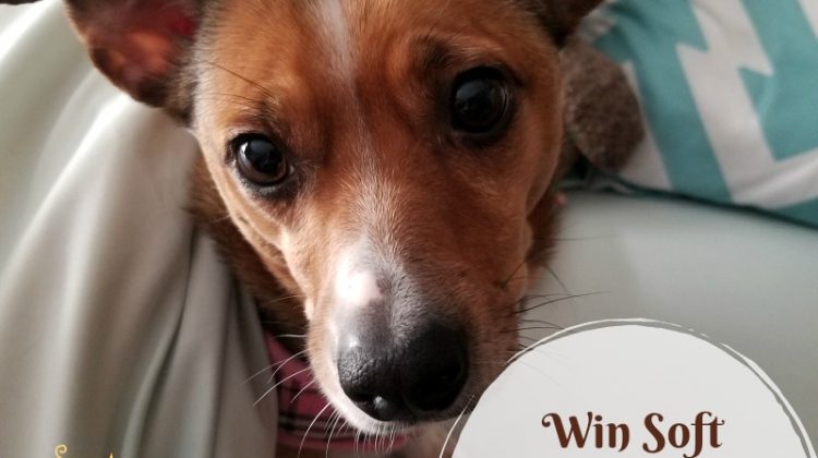 win peachskinsheets