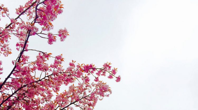 4 Ways to Prepare Your Home for Spring