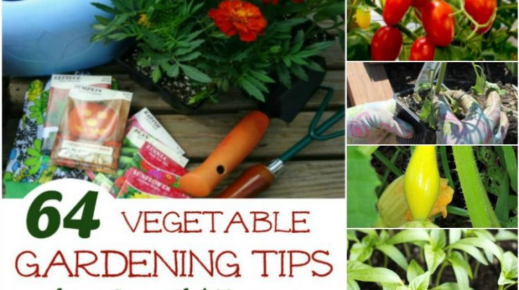 64 Vegetable Gardening Tips for a Bountiful Harvest horizontal banner