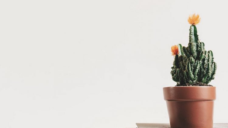 How to Maximize Your Home with Minimalism