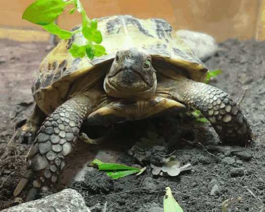 What To Feed Your Russian Tortoise