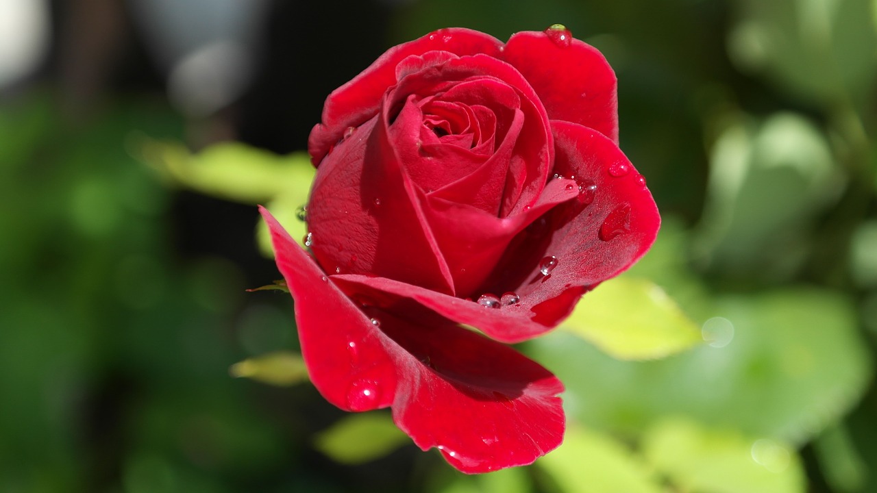 Deliver roses to your loved ones from the comfort of your home