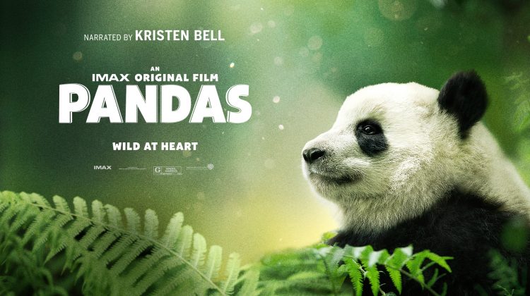 PANDAS in IMAX 8/17