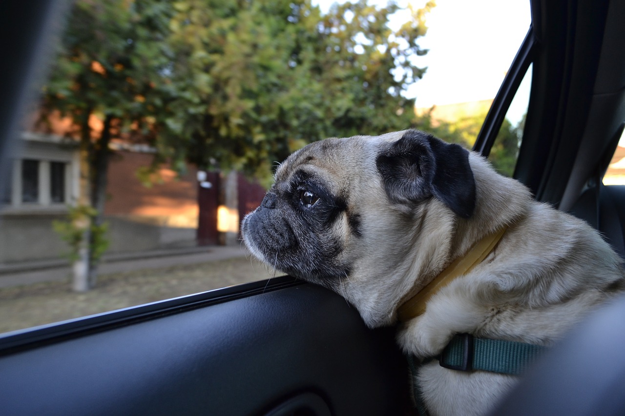 Keeping Your Dog Safe On the Road
