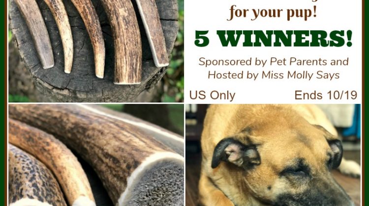 #Win Gnawtlers Premium Antler in size of choice! 5 WINNERS! US ends 10/19