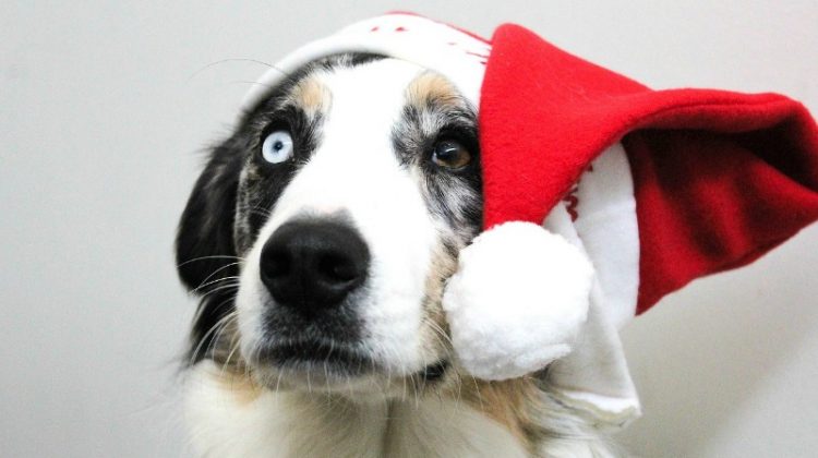 #Win $20 PayPal or Walmart GC, WW ends 12/21 #MEGAChristmas18