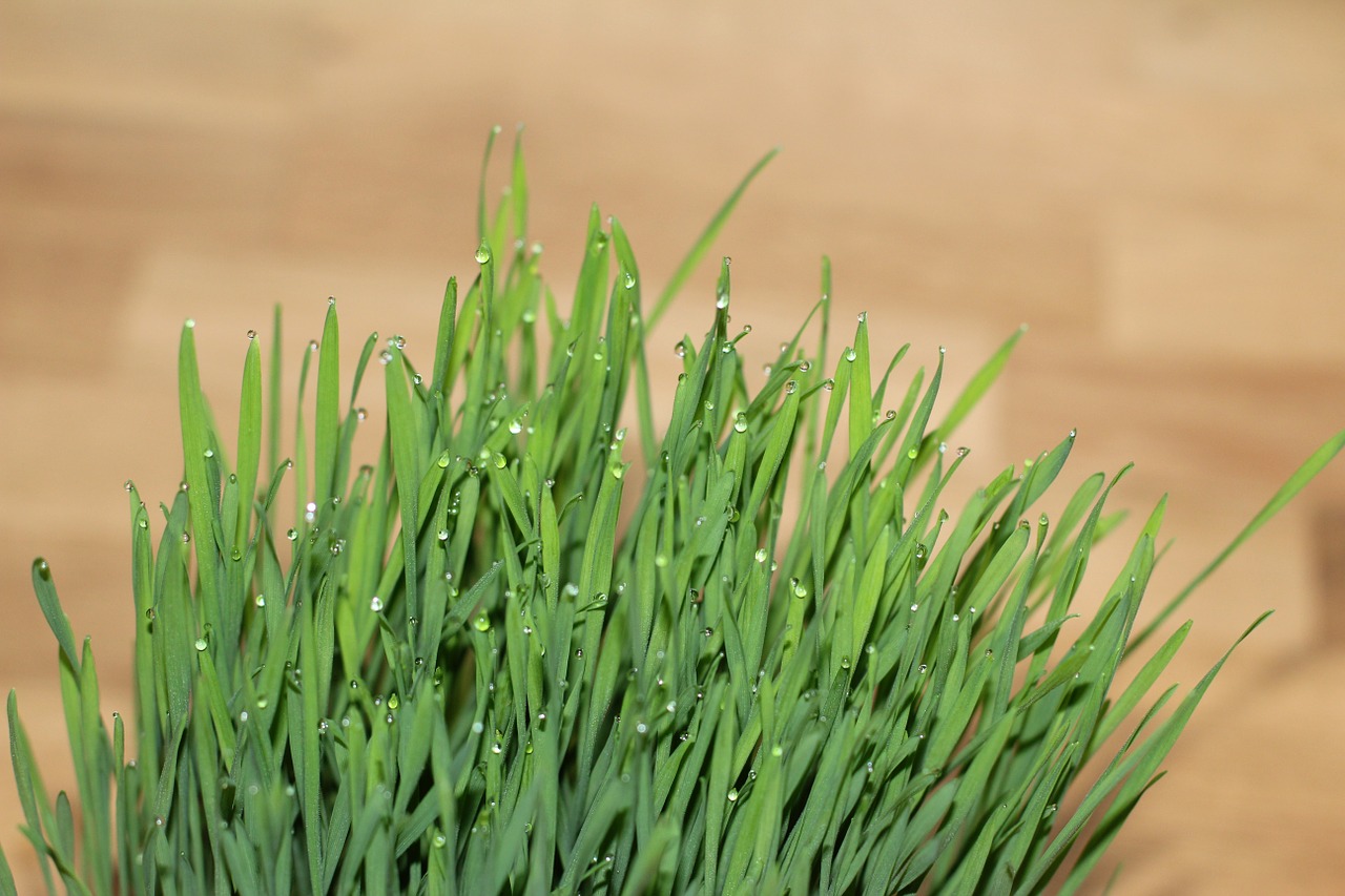 What are the Potential Benefits of Wheatgrass?