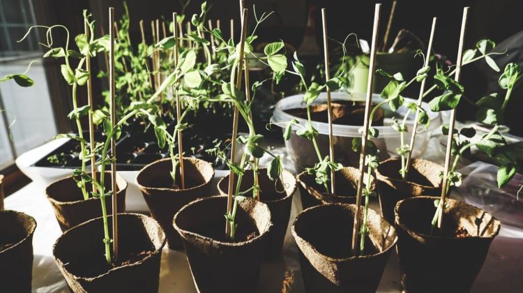 Growing Prospects: How Your Family Can Prepare for Spring Planting