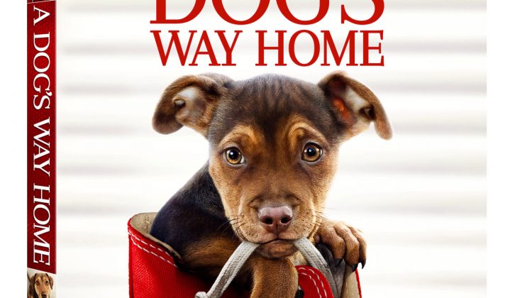A DOG'S WAY HOME DVD