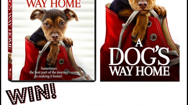 #Win a Dogs Way Home Dvd and Book #adogswayhome