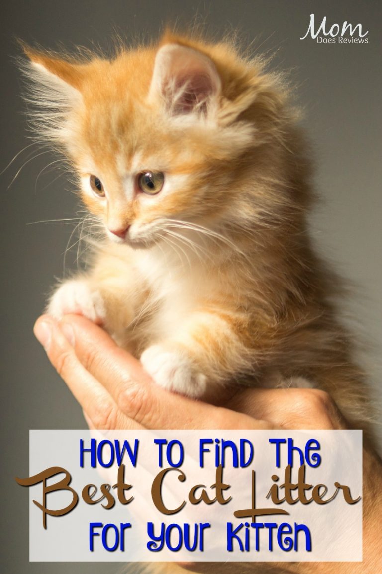 How to Find The Best Litter For Your Cat Mom Does Reviews