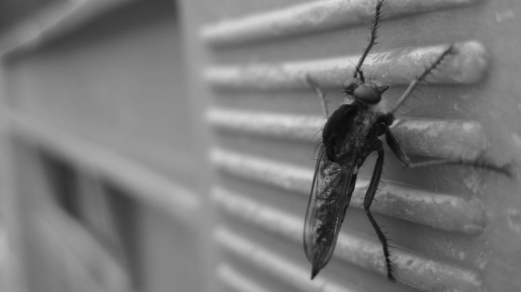 Securing Your Family from Pesky Pests in Your Home