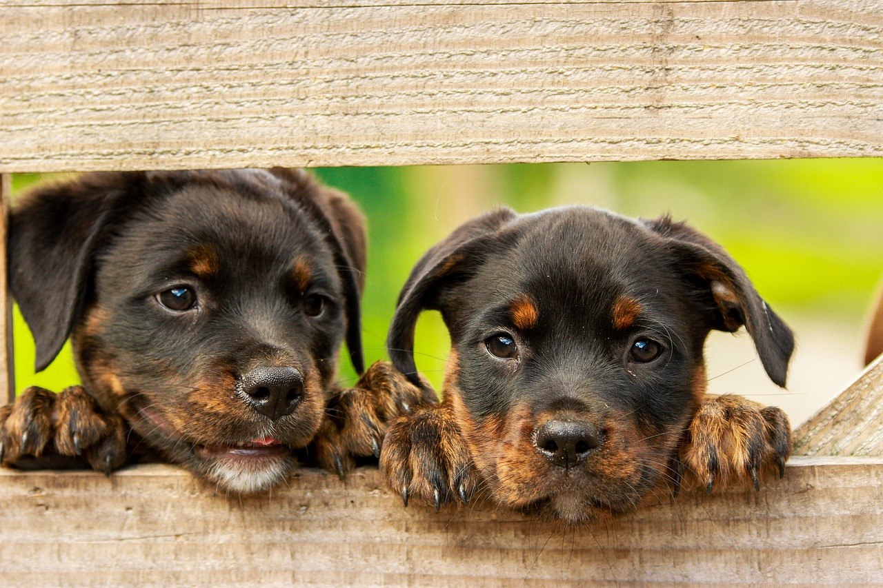 Puppy Proofing Your Home From the Inside and Out