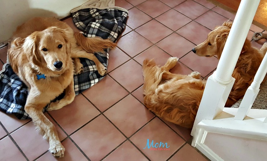 Enjoy Cuddling Your Dogs More with K9 Cologne