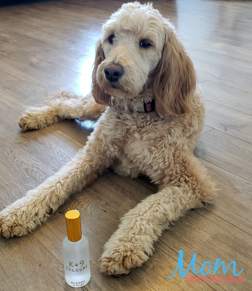 Enjoy Cuddling Your Dogs More with K9 Cologne