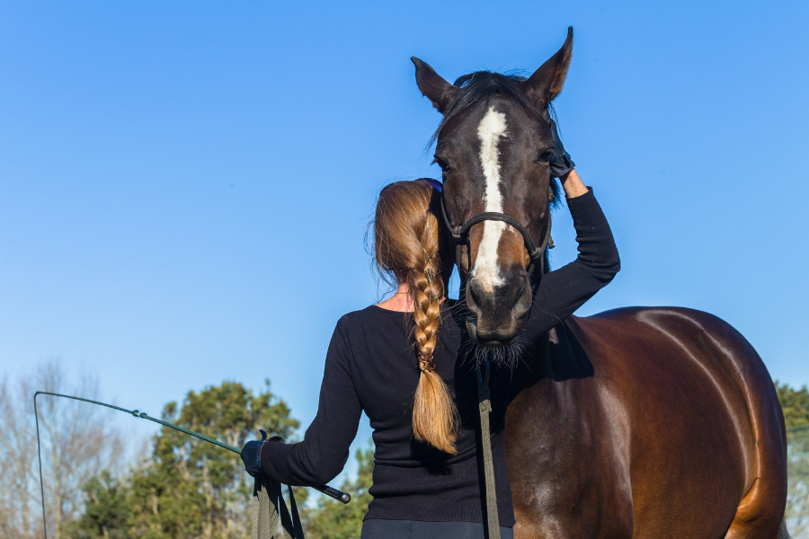 horse training