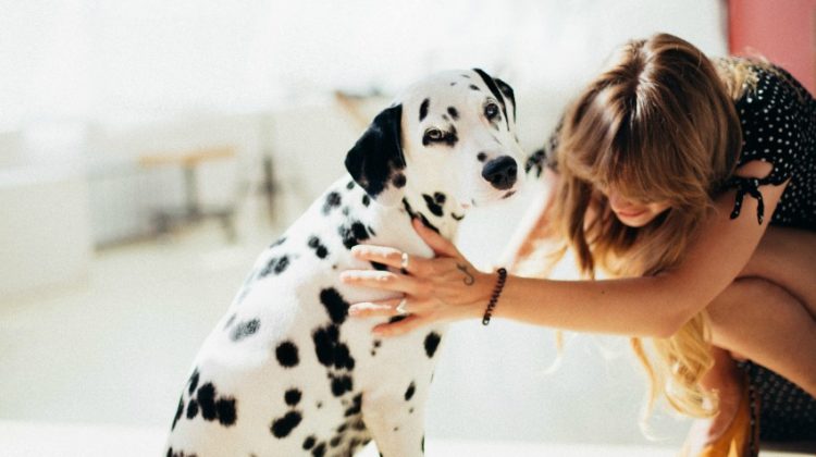 How Do You Make Sure Family Pets Stay Healthy?
