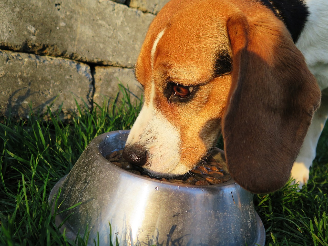 Keep Your Dog In Perfect Health with These 6 Ingredients