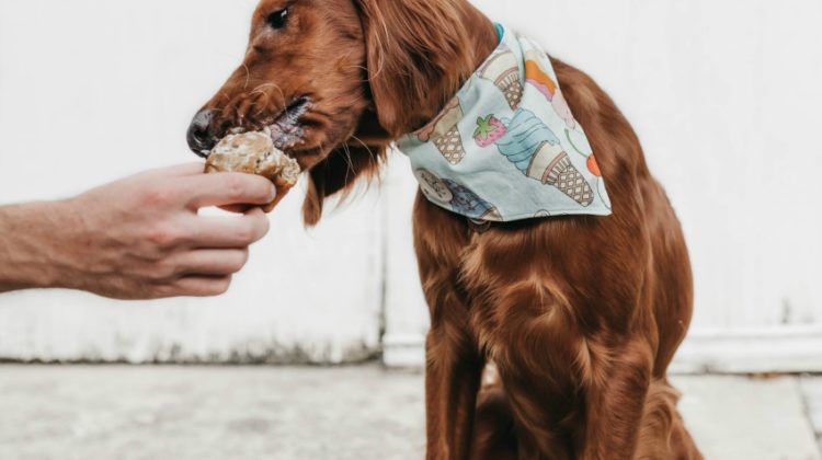 4 Doggy Diet Dos And Don’ts